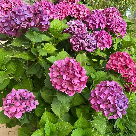 别墅 Giens - A Pied -9 Couchages