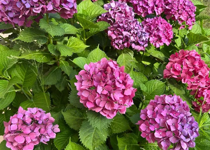 Villa Giens - à Pied -9 Couchages